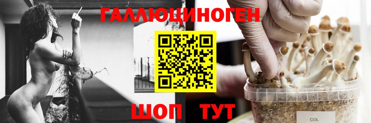 Галлюциногенные грибы Psilocybe Домодедово